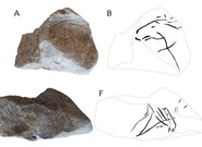 Archelologové našli unikátní rytinu koně v Moravském krasu