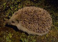 Kdy doopravdy začíná skutečné jaro